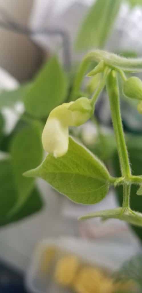 growing sugar snap peas at home, growing sugar snap peas from seeds, how to grow sugar snap peas, grow sugar snap peas, how to sugar snap peas, is growing sugar snap peas easy, how long to grow sugar snap peas, sugar snap pea seeds