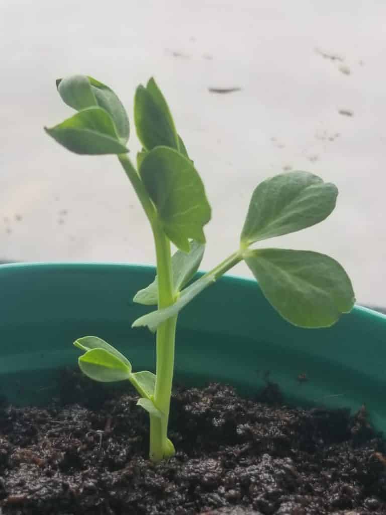 growing sugar snap peas at home, growing sugar snap peas from seeds, how to grow sugar snap peas, grow sugar snap peas, how to sugar snap peas, is growing sugar snap peas easy, how long to grow sugar snap peas, sugar snap pea seeds