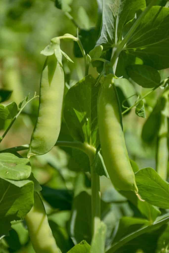 growing sugar snap peas at home, growing sugar snap peas from seeds, how to grow sugar snap peas, grow sugar snap peas, how to sugar snap peas, is growing sugar snap peas easy, how long to grow sugar snap peas, sugar snap pea seeds